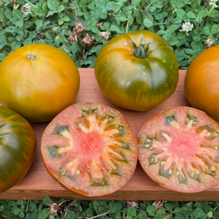 Thorburn's Terra Cotta Tomato Image
