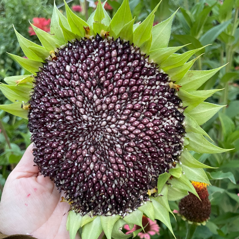 Hopi Black Dye Sunflowers - Thumbnail (Preview) 2