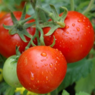 Legend Tomato Image