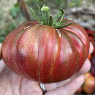 Adelaide Festival Dwarf Tomato Image