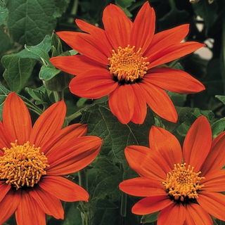 Mexican Sunflower Image