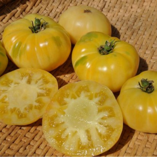 White Tomesol Tomato