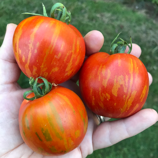 Darby Red and Yellow Tomato