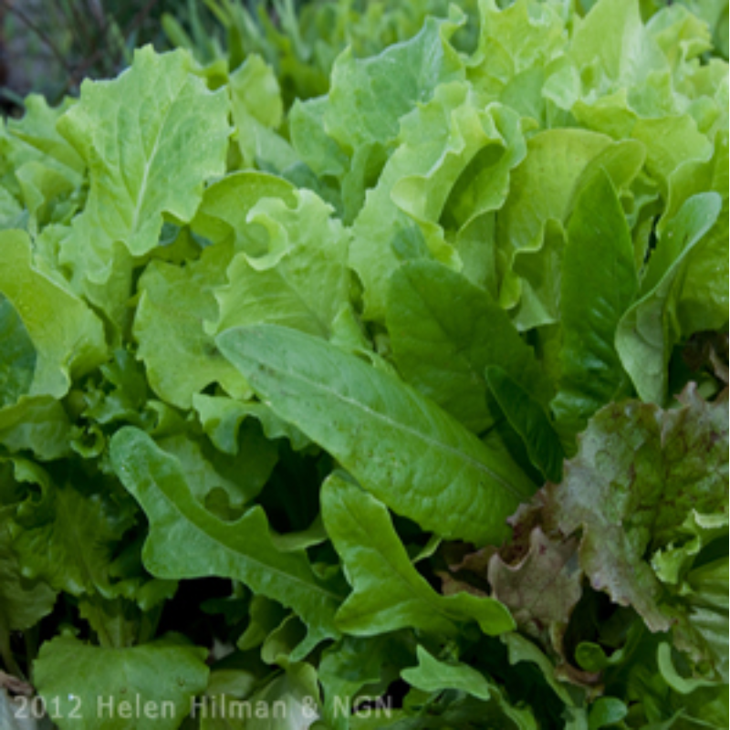 Lettuce, Heat Resistant Mix Large Image