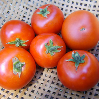Forest Fire Tomato Image