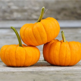 Mini Pumpkin Image