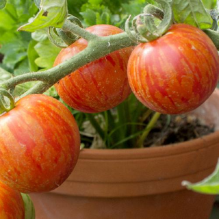 Tigerella Tomato Image